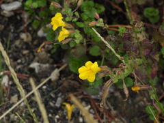 Erythranthe thermalis