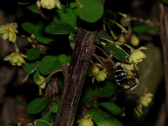 Andrena dorsata