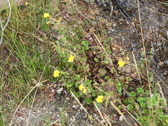 Erythranthe thermalis