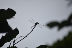 Potamarcha congener