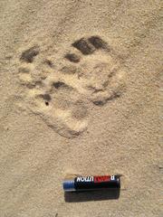 Aonyx capensis capensis