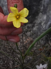 Moraea collina