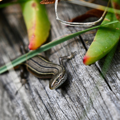 Pseudemoia pagenstecheri