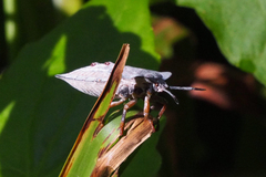 Tessaratoma papillosa