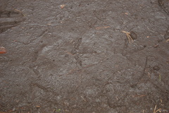 Tetrao urogallus