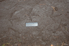 Tetrao urogallus