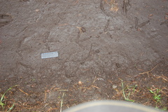 Tetrao urogallus