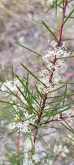 Hakea teretifolia