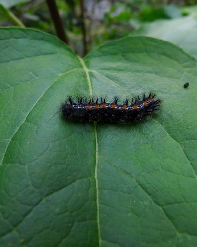 iNaturalist observation photo of Checkerspots, Anglewings, Peacocks, and Allies
