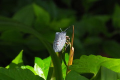 Tessaratoma papillosa