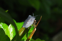 Tessaratoma papillosa