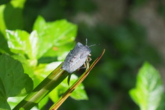 Tessaratoma papillosa