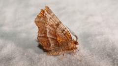 Selenia dentaria