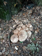 Agaricus bohusii
