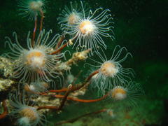 Tubulariidae