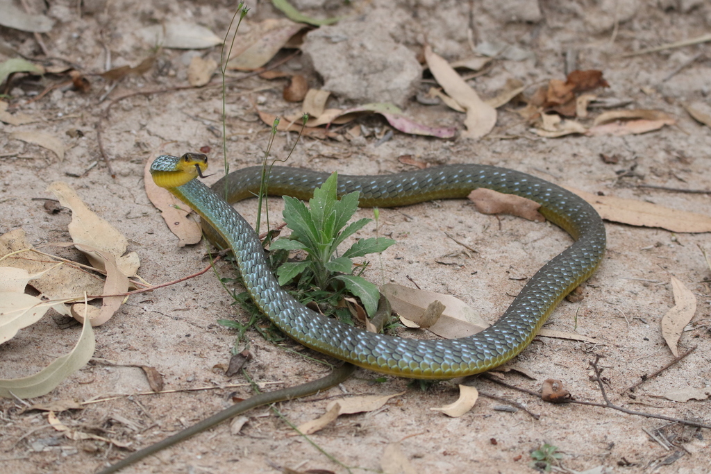 Common Tree Snake from Goolman QLD 4306, Australia on September 5, 2021 ...