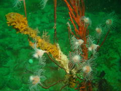 Tubulariidae