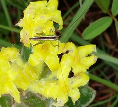 Lasiosiphon anthylloides