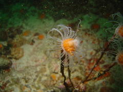Tubulariidae