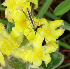 Lasiosiphon anthylloides