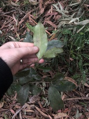 Litsea reticulata
