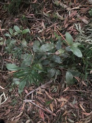 Litsea reticulata