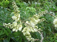 Nanhaia speciosa, photograph Toby Y, CC BY, iNaturalist via GBIF