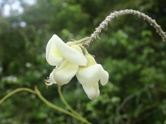 Nanhaia speciosa, photograph Toby Y, CC BY, iNaturalist via GBIF