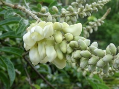 Nanhaia speciosa, photograph Toby Y, CC BY, iNaturalist via GBIF