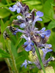 Anthophora quadrimaculata