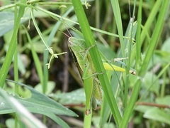 Oxya japonica
