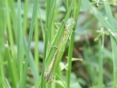 Oxya japonica
