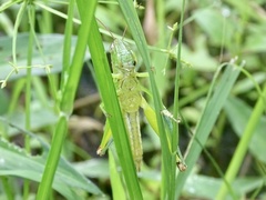 Oxya japonica