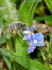 Anthophora quadrimaculata