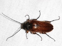 Cebrio gigas