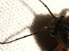 Cebrio gigas