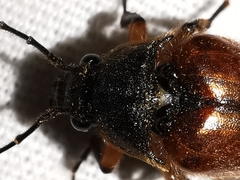 Cebrio gigas