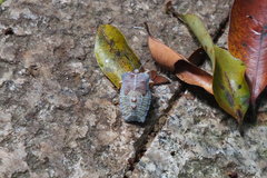 Tessaratoma papillosa