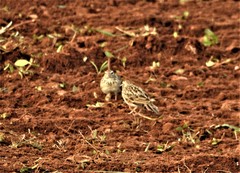 Mirafra erythroptera