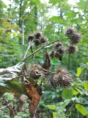 Arctium × nothum