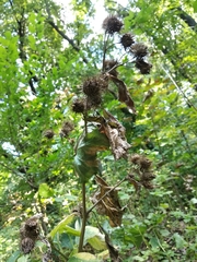 Arctium × nothum