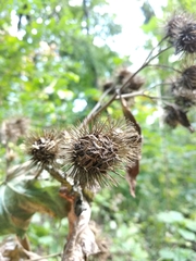 Arctium × nothum