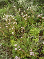 Crassula rubricaulis