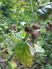 Arctium × nothum