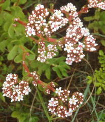 Crassula rubricaulis