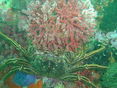 Melithaea rubra