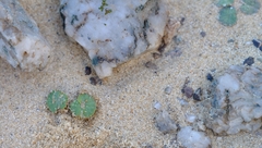 Pelargonium sibthorpiifolium