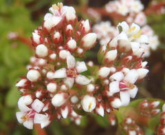 Crassula rubricaulis