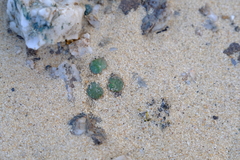 Pelargonium sibthorpiifolium