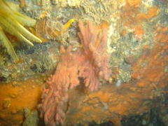 Melithaea rubra